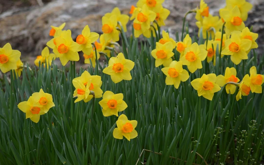 Spring Cleaning Professional Window Cleaning: Make Your Home Shine for spring