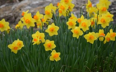Spring Cleaning Professional Window Cleaning: Make Your Home Shine for spring
