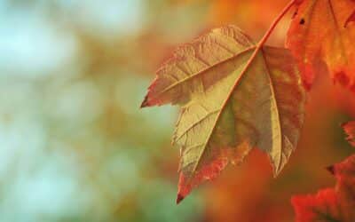 Autumn Readiness: How P&P Cleaning Services Can Help You Prepare for the Season Ahead